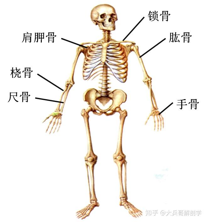 和大家分享的是骨各论里的上肢骨,上肢骨主要包括肢带骨和自由肢骨