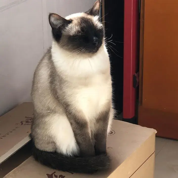 认命吧每只暹罗猫都逃不过变糊的命运