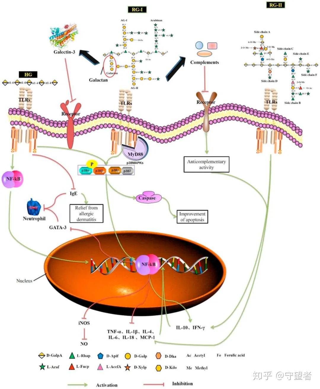 hg resists pro-inflammatory effects by the toll-like receptor