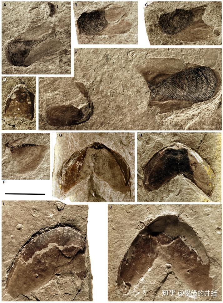 一些内部带有喙结构的晚泥盆世菊石化石.
