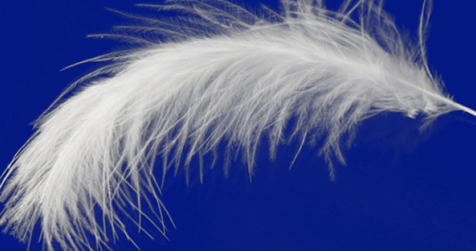 ps教程巧用通道六步快速扣出复杂羽毛