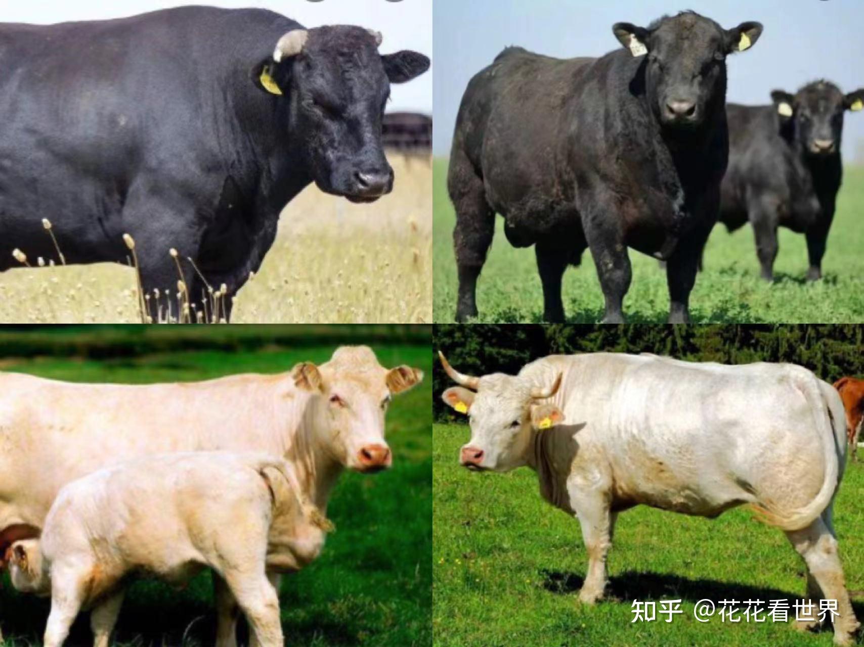 选牛排,先从挑牛开始,挑牛的品种,挑牛吃的是什么,这些对最终牛排的