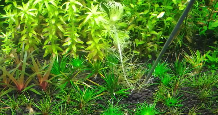 水草入缸前如何检疫 你不会等到你的缸出现涡虫或囊螺才想起这件事吧 知乎 水草入缸前如何检疫 你不会等到你的缸出现涡虫或囊螺才想起这件事吧 知乎