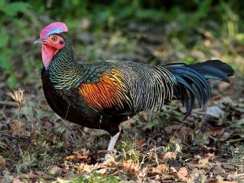 "头上有犄角"的诡异雉鸡