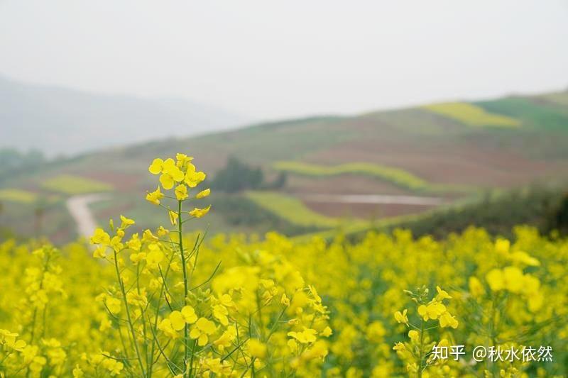 清明節休閒遊去哪裡藍田鮑旗寨賞油菜花焦岱鎮趕大集