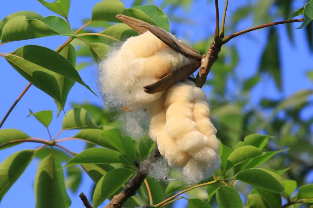 现在走在南方的街头很难不被它砸到吧