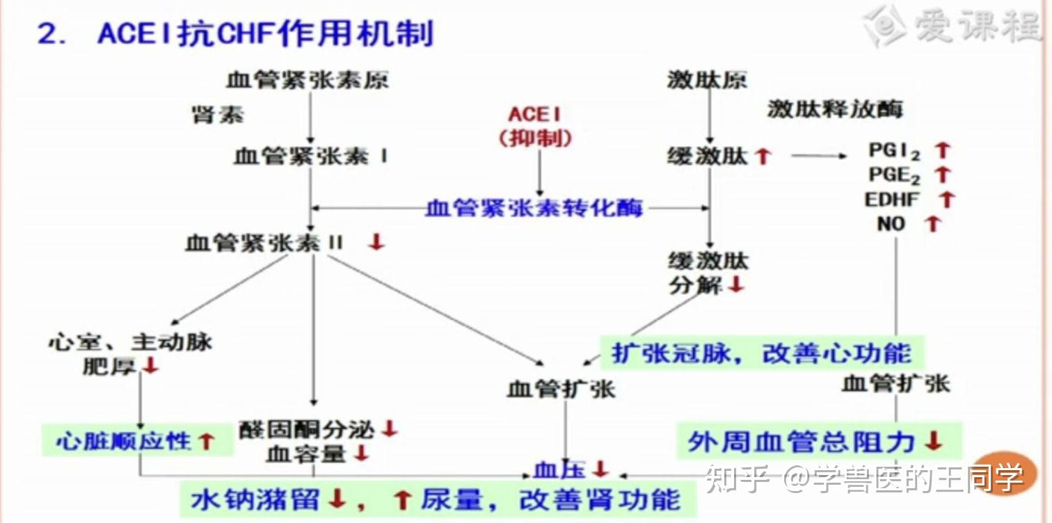 尿激酶机制图片