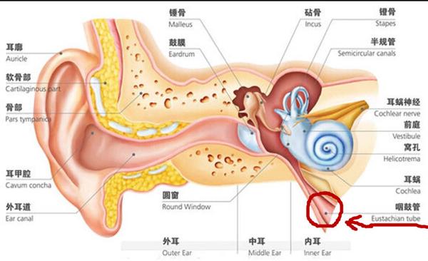 感冒鼻子塞住导致耳朵堵了感觉怎么办 鼻子突然堵了怎么办 男霸网