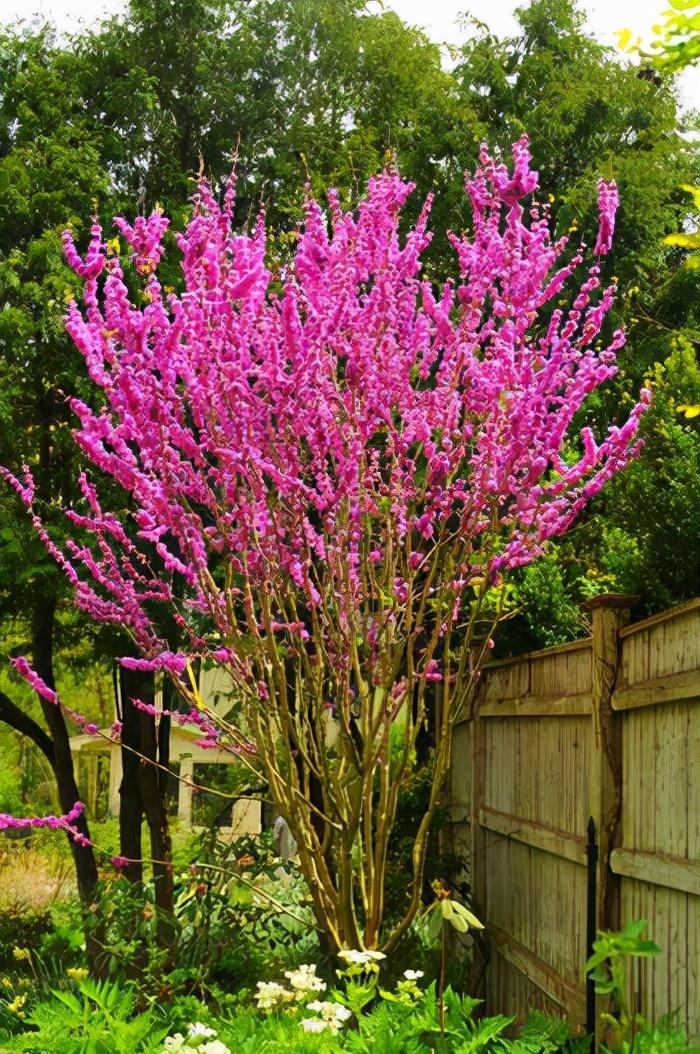 庭院种树是应该以常绿树为主还是落叶树为主