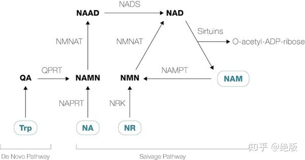 NMN NR 2 NAD nmn-nr-2-nad