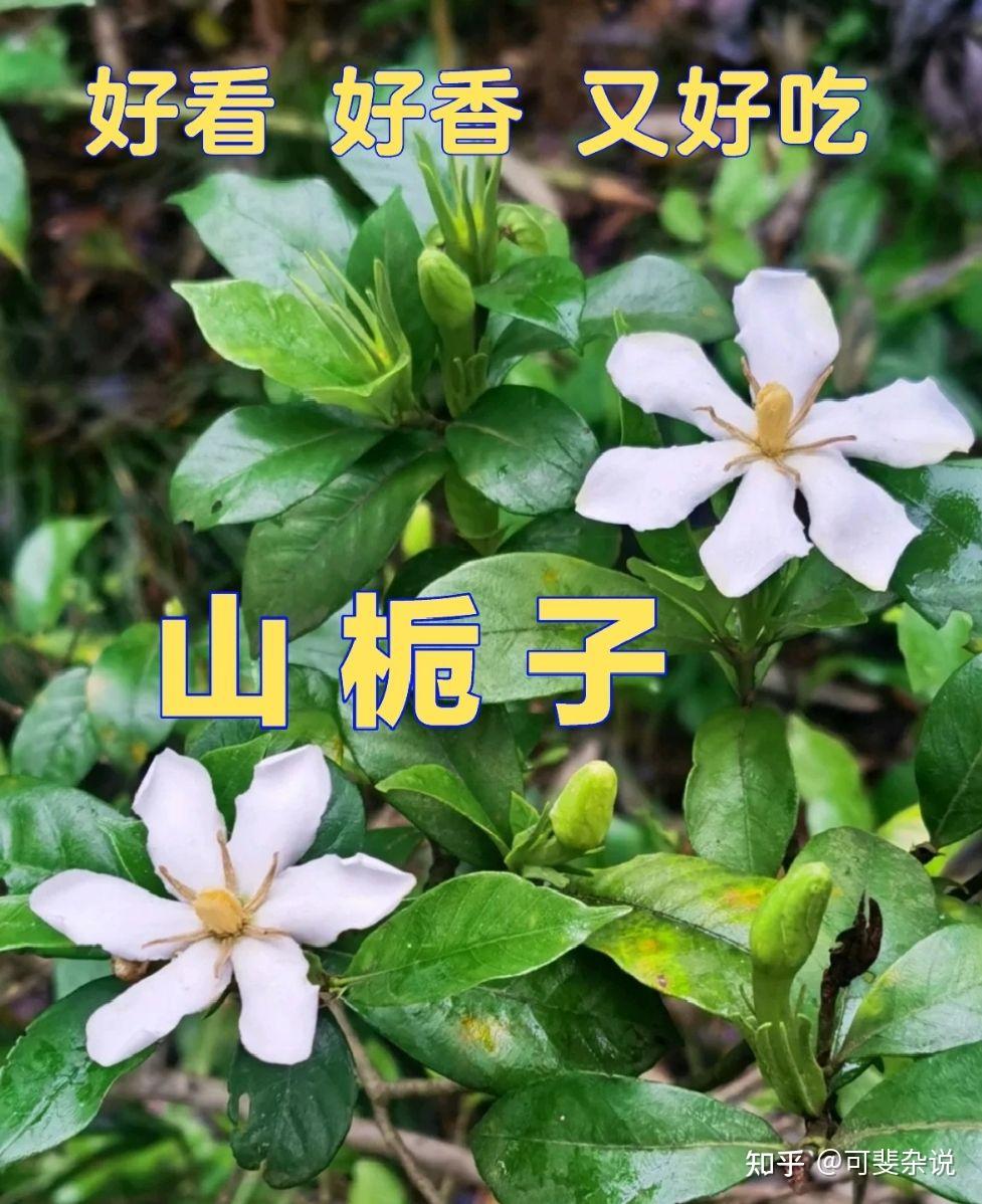 山栀子,好看好香又好吃🌸 - 知乎
