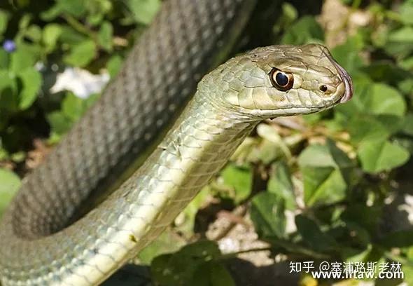 杀蛇违法塞岛防蛇秘籍