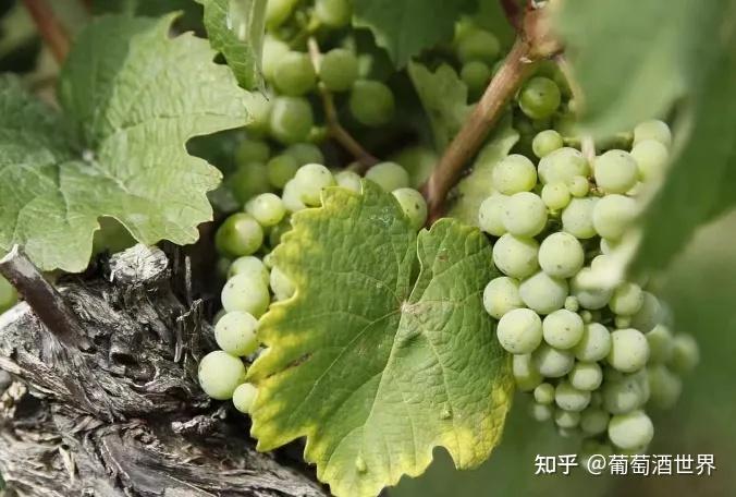 白葡萄酒爱好者必读 : 霞多丽、长相思等五大白葡萄品种全面解读 - 知乎