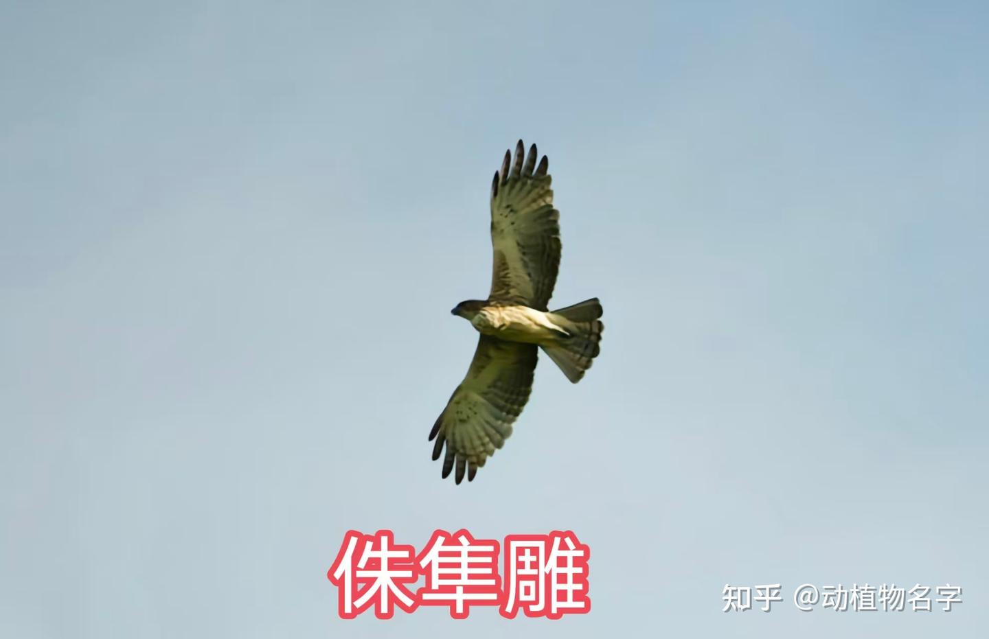 95图带您了解鹰科的鸟类,浅谈雕、鵟、鹰三类天空猛禽的区别 - 知乎