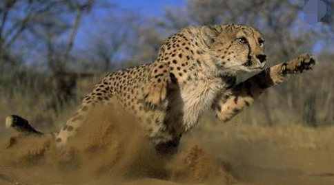 "猎豹出击"选股战法详解,精准捕捉黑马股