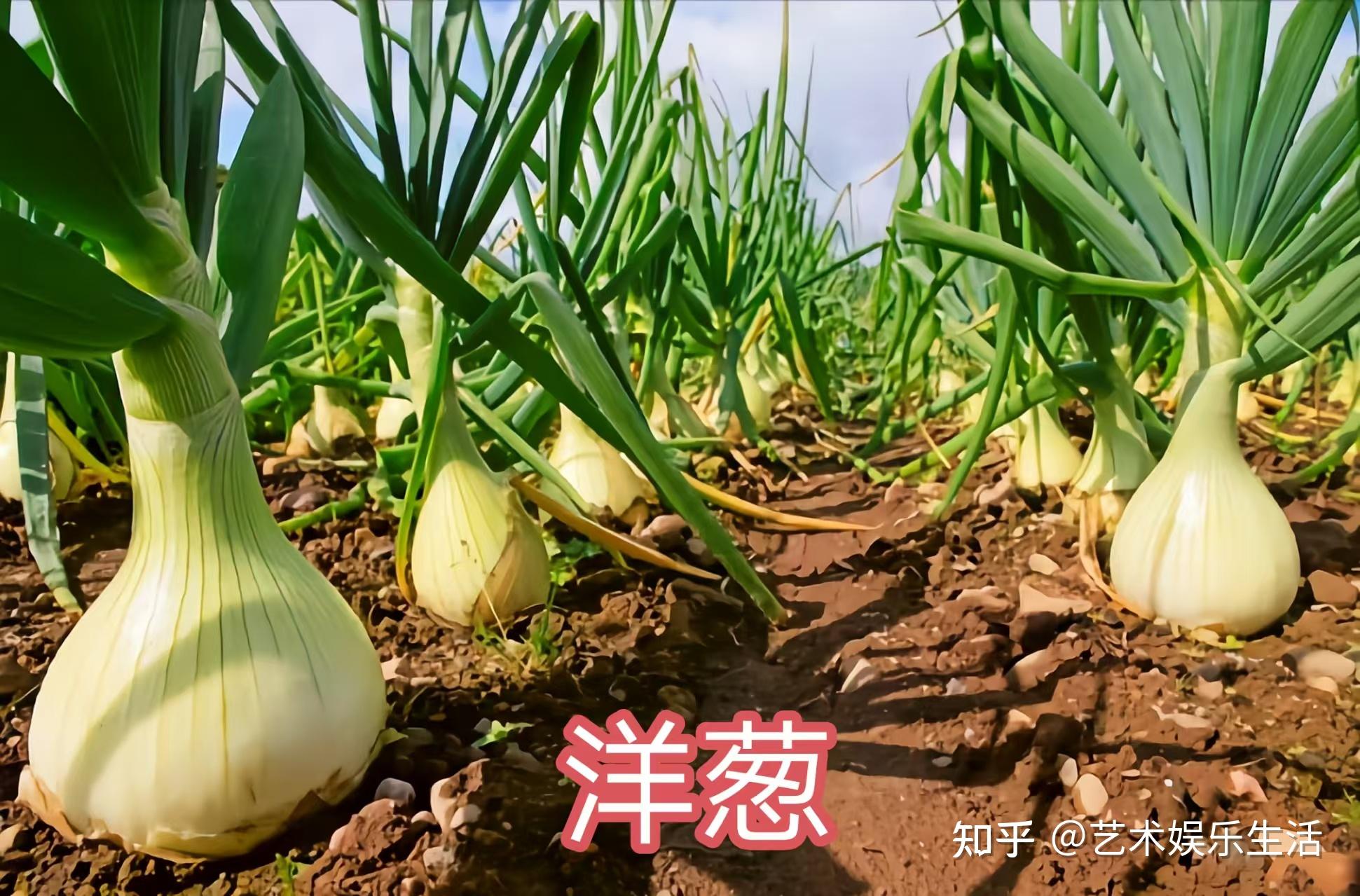 36种葱属的植物，常吃的葱蒜韭菜都是葱属植物 - 知乎