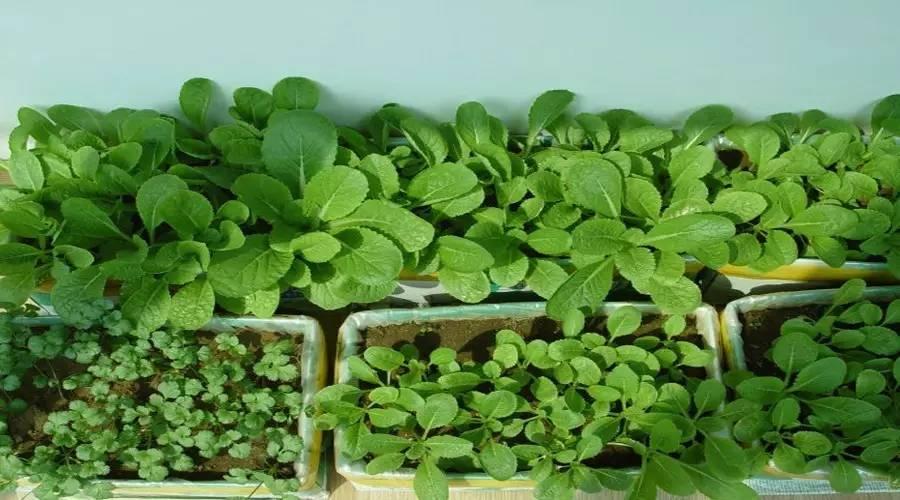 幼儿园科学探究活实践活动纸上种菜