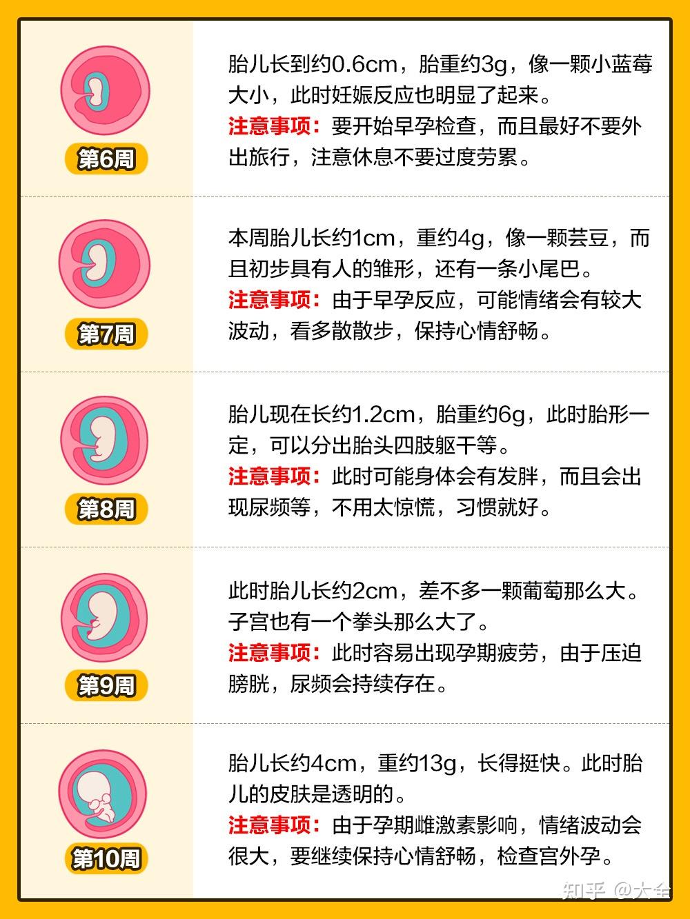 孕期1-40周|胎儿发育全过程变化和B超单解读! - 知乎