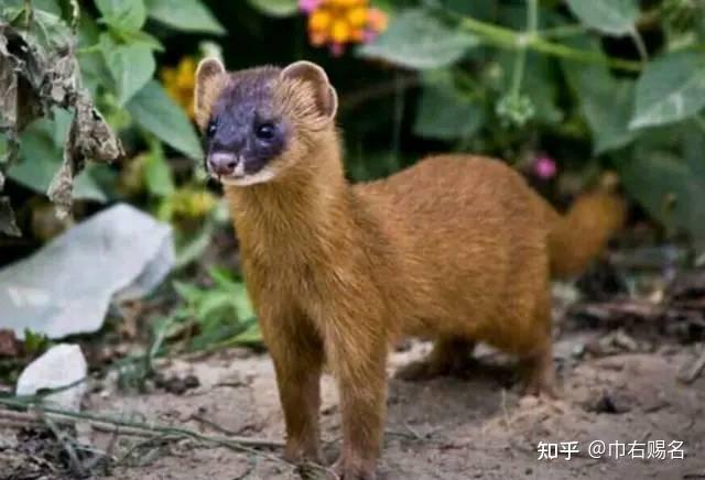 人们认为一旦招惹了黄仙之后,他们便会附在人体上并致人发"癔病",一旦