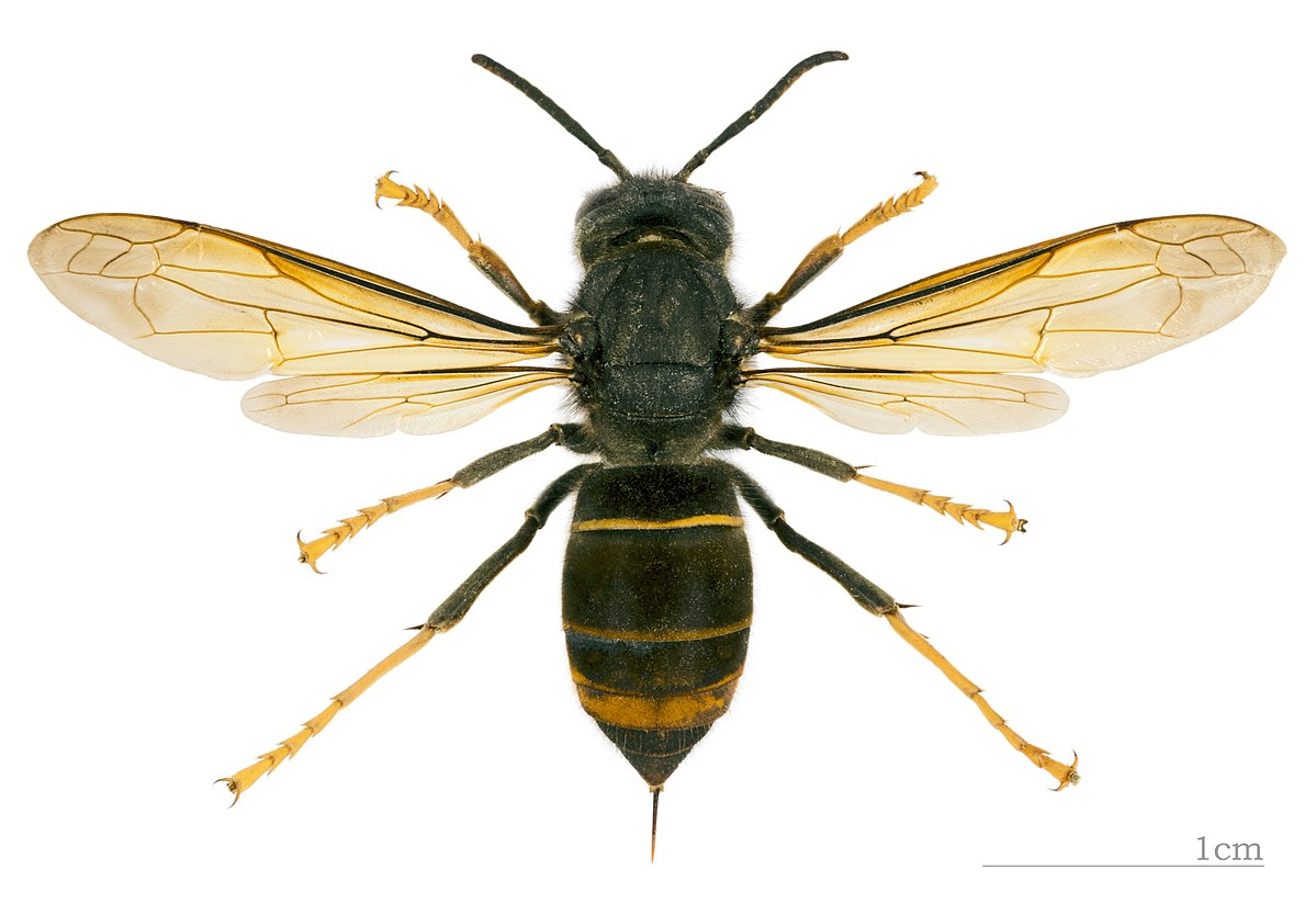 アシナガバチ - Wikipedia