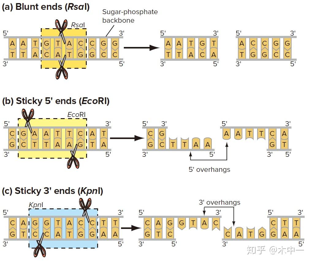 分割的方式有兩種:一種是用可以切割特定序列的酶稱為限制酶,所切割