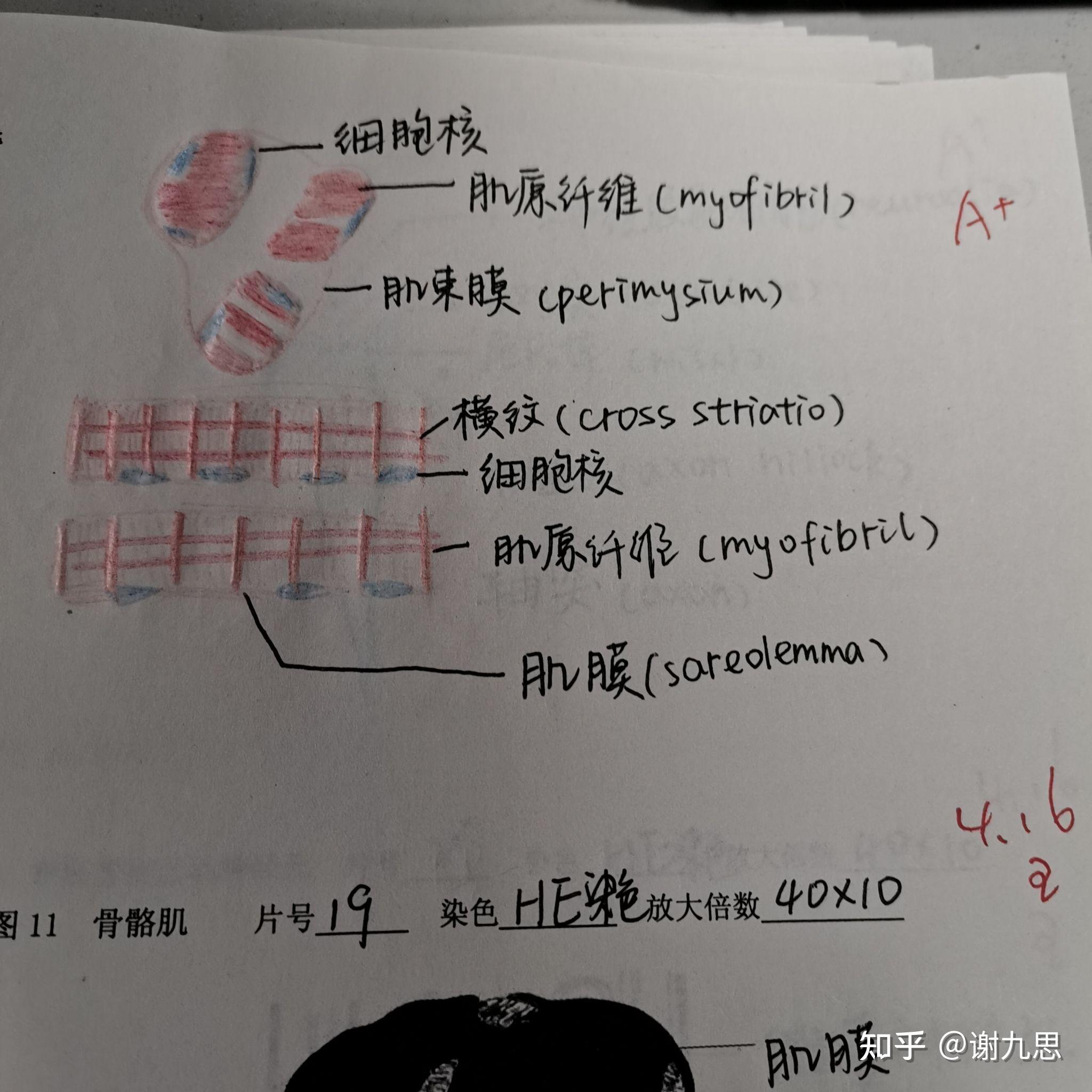 骨骼肌实验报告手绘图图片