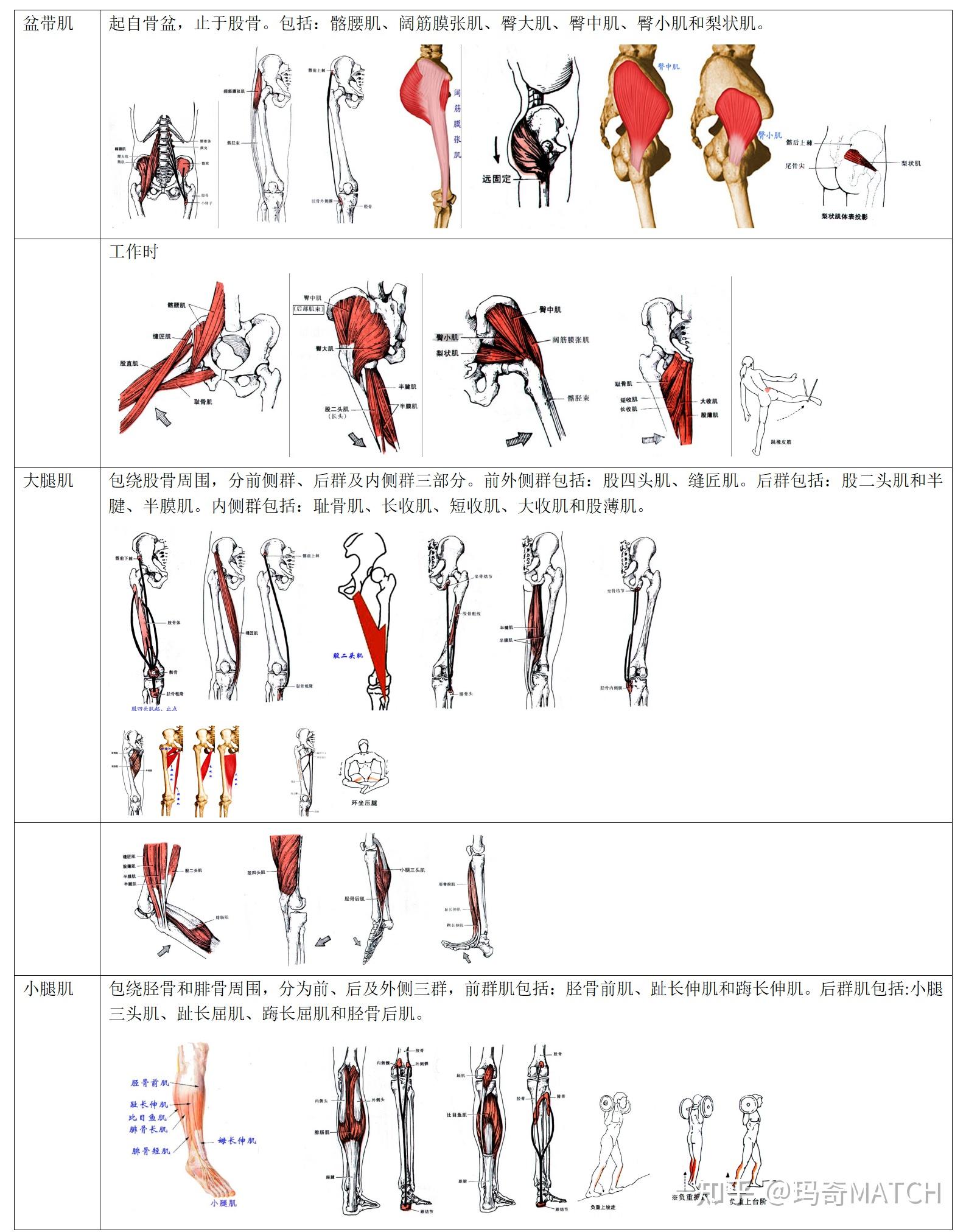 下肢骨骼肌