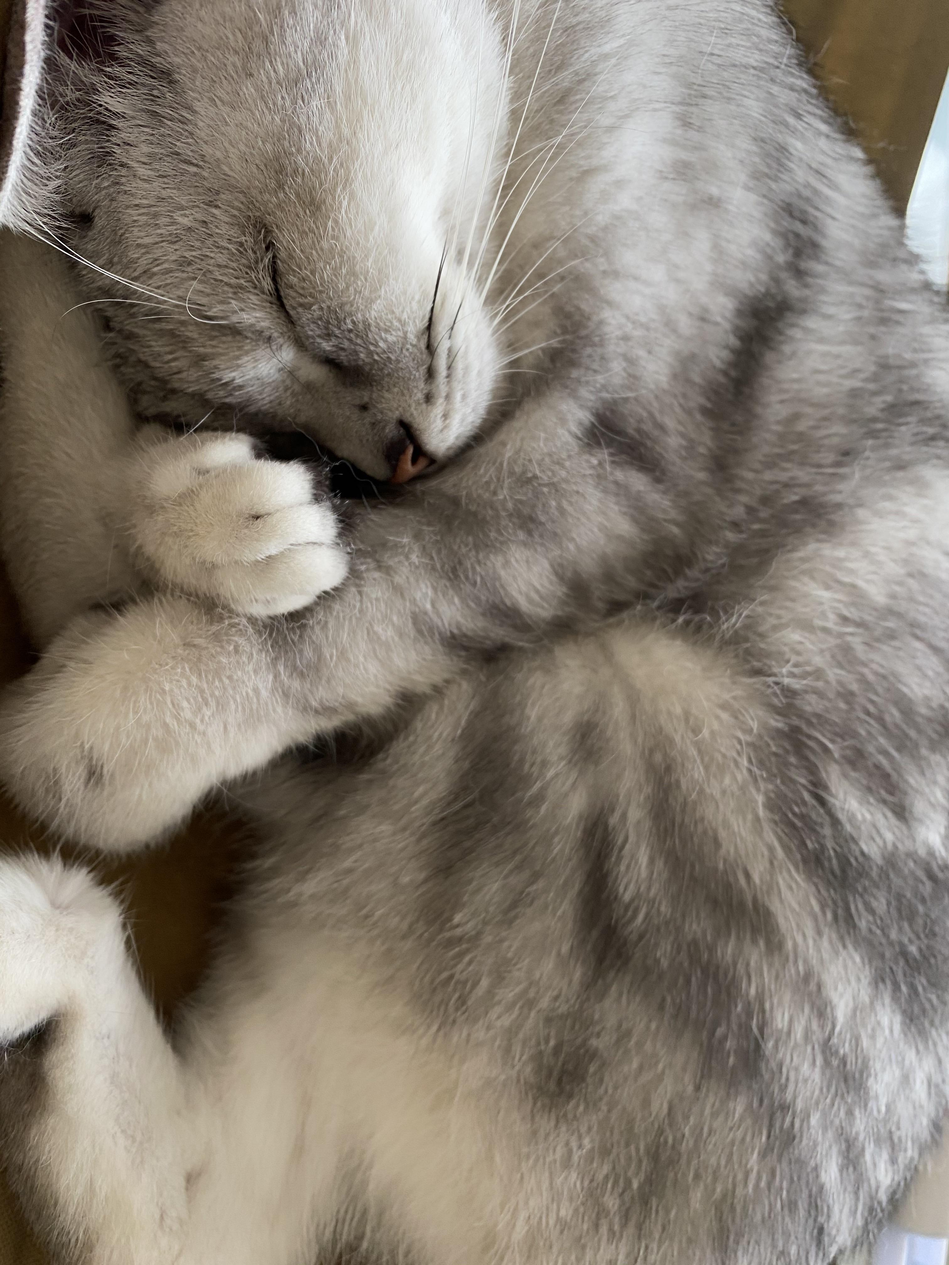 从上海回武汉带着猫猫一起坐飞机回家不抛弃不放弃