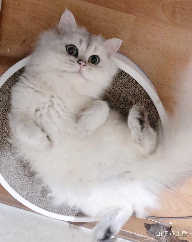 想养一只银渐层,大家觉得长毛银渐层好看还是正常短毛的好看呀,都好