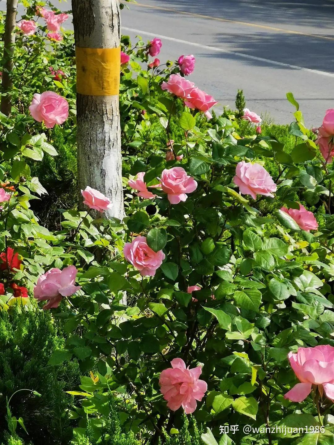 绿化带的花为什么总栽不活呢？ - 知乎