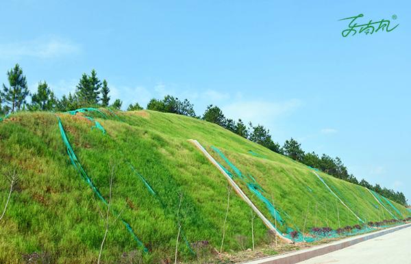 边坡绿化的选择原则