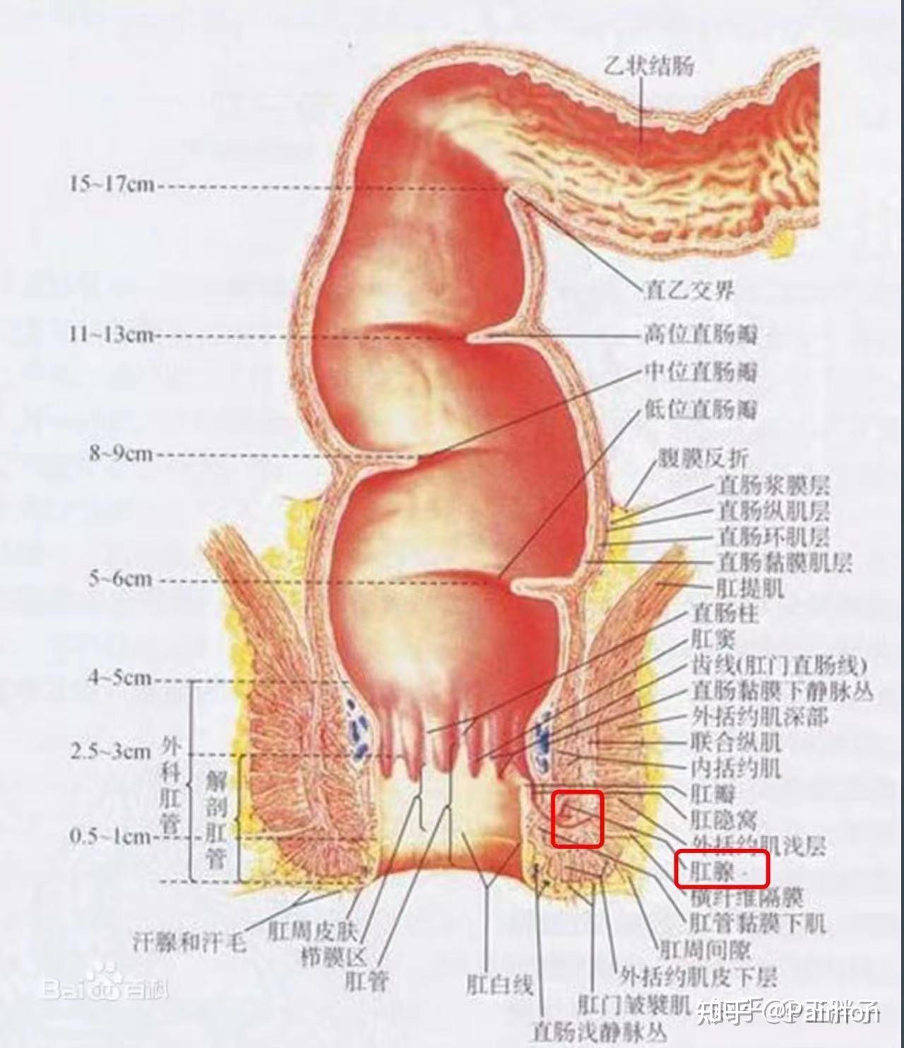 肛瘘的非手术治疗实践