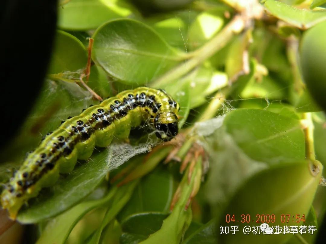 病虫识别与防控