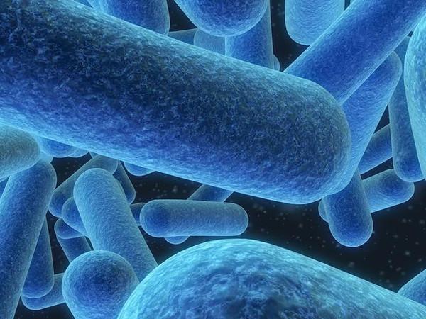 细菌性阴道病是加特纳菌,厌氧菌等增多,而乳酸杆菌减少,阴道内生态