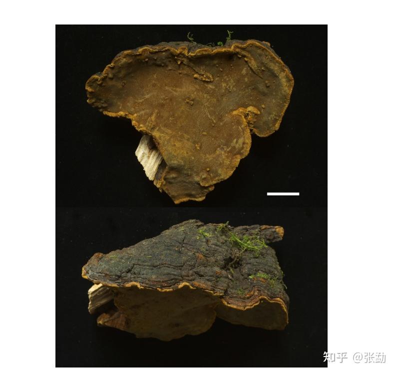 桑黄如何辨别真假！使用桑黄应该注意哪些事项！ - 知乎