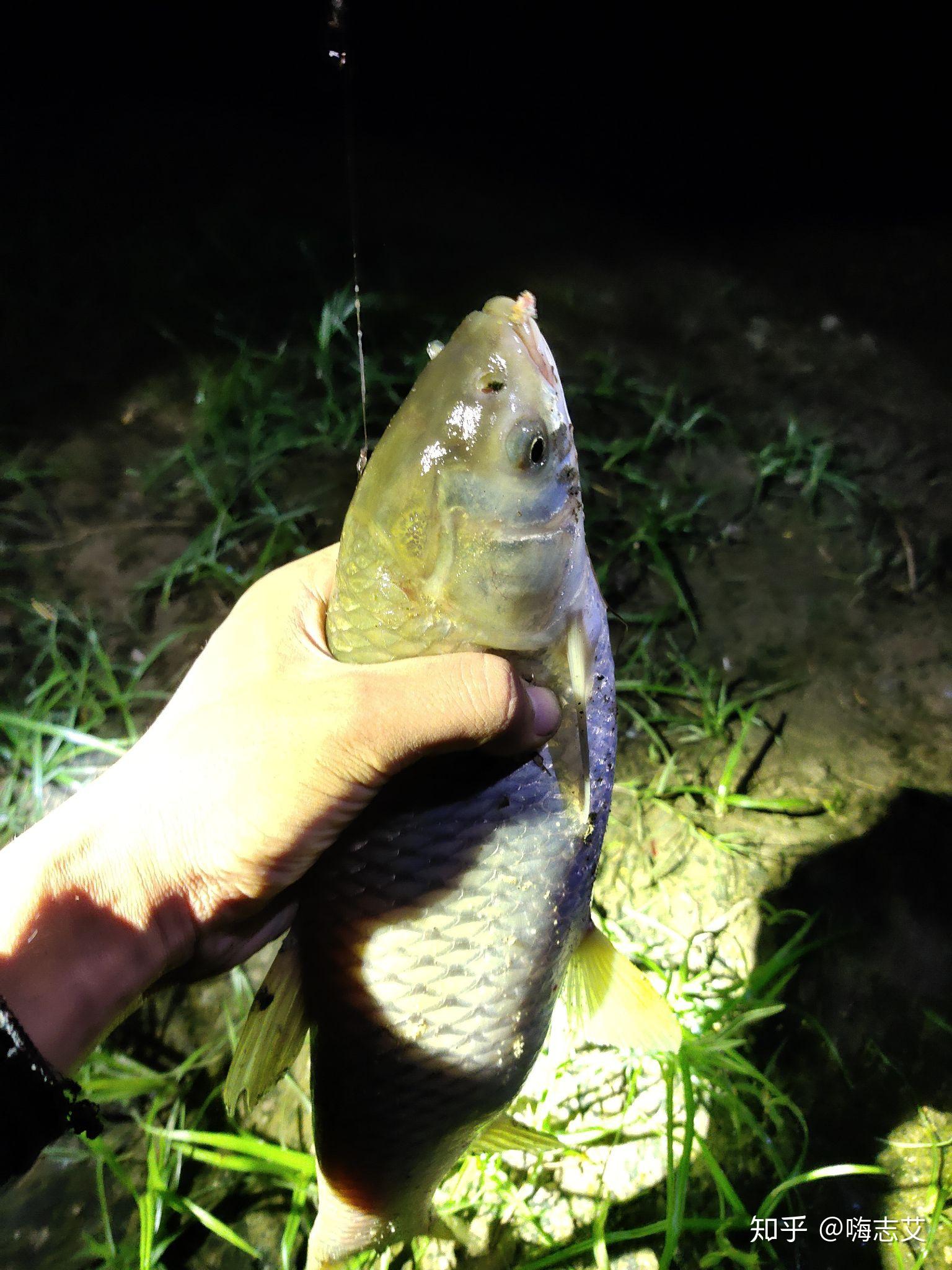 秋夏夜钓时间段,注意事项 