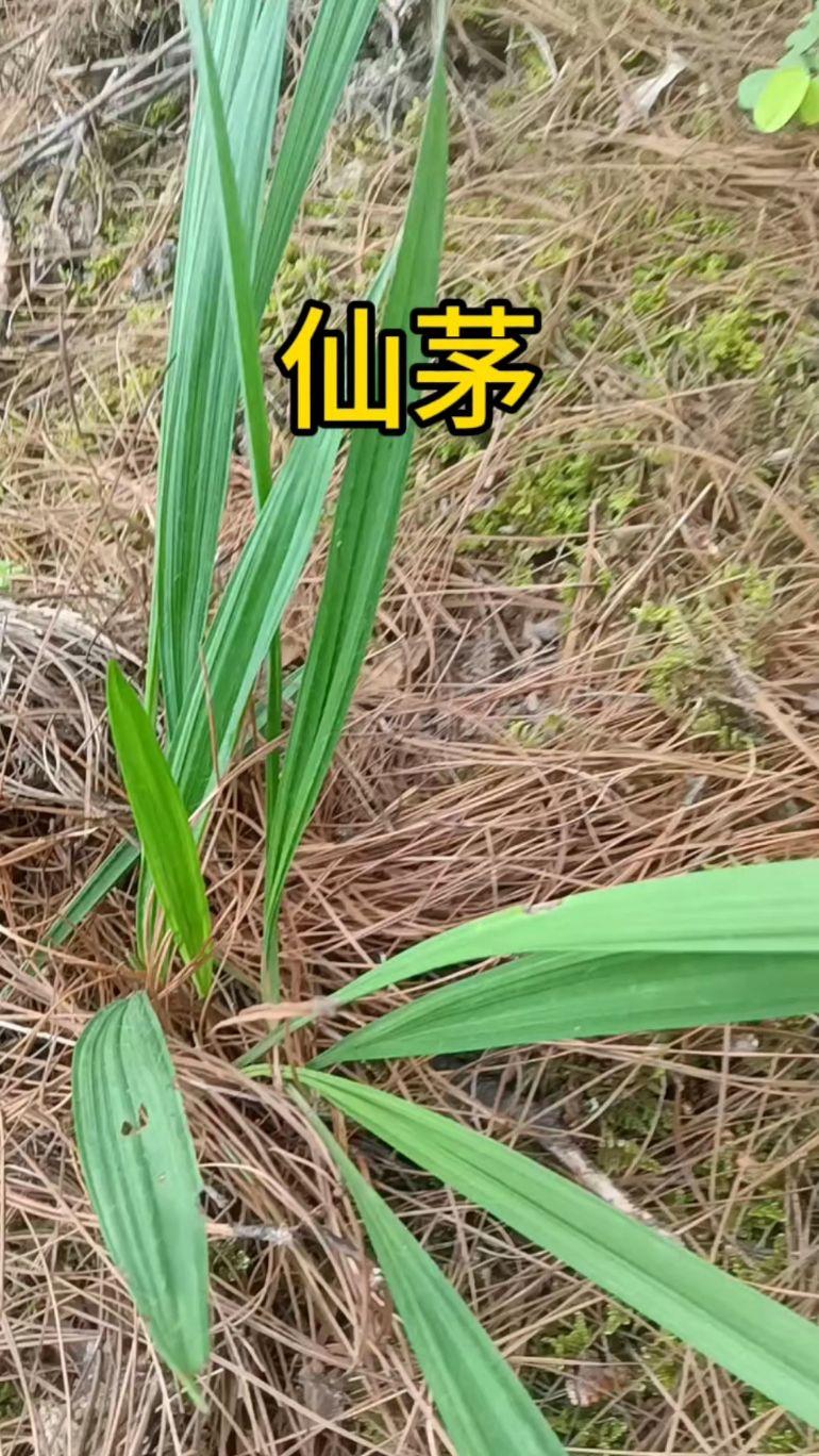 手把手教你认清中草药植物500种（108.仙茅） - 知乎