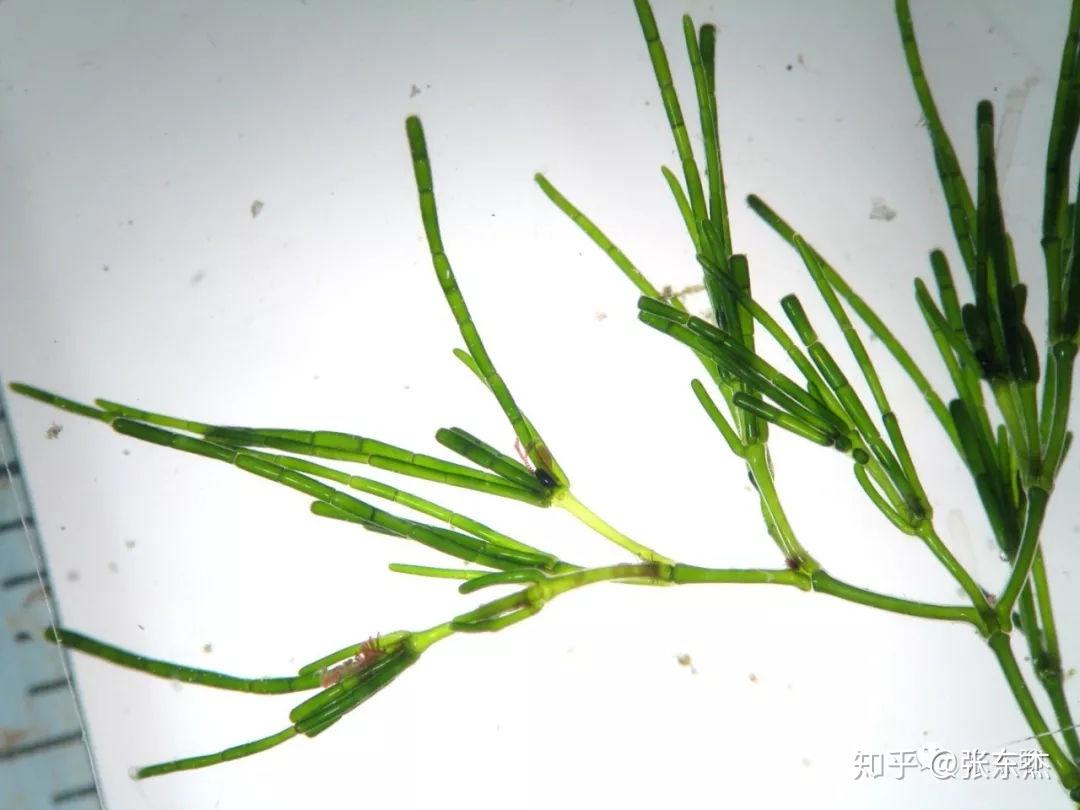 什么是微藻 | 上海光语生物科技有限公司