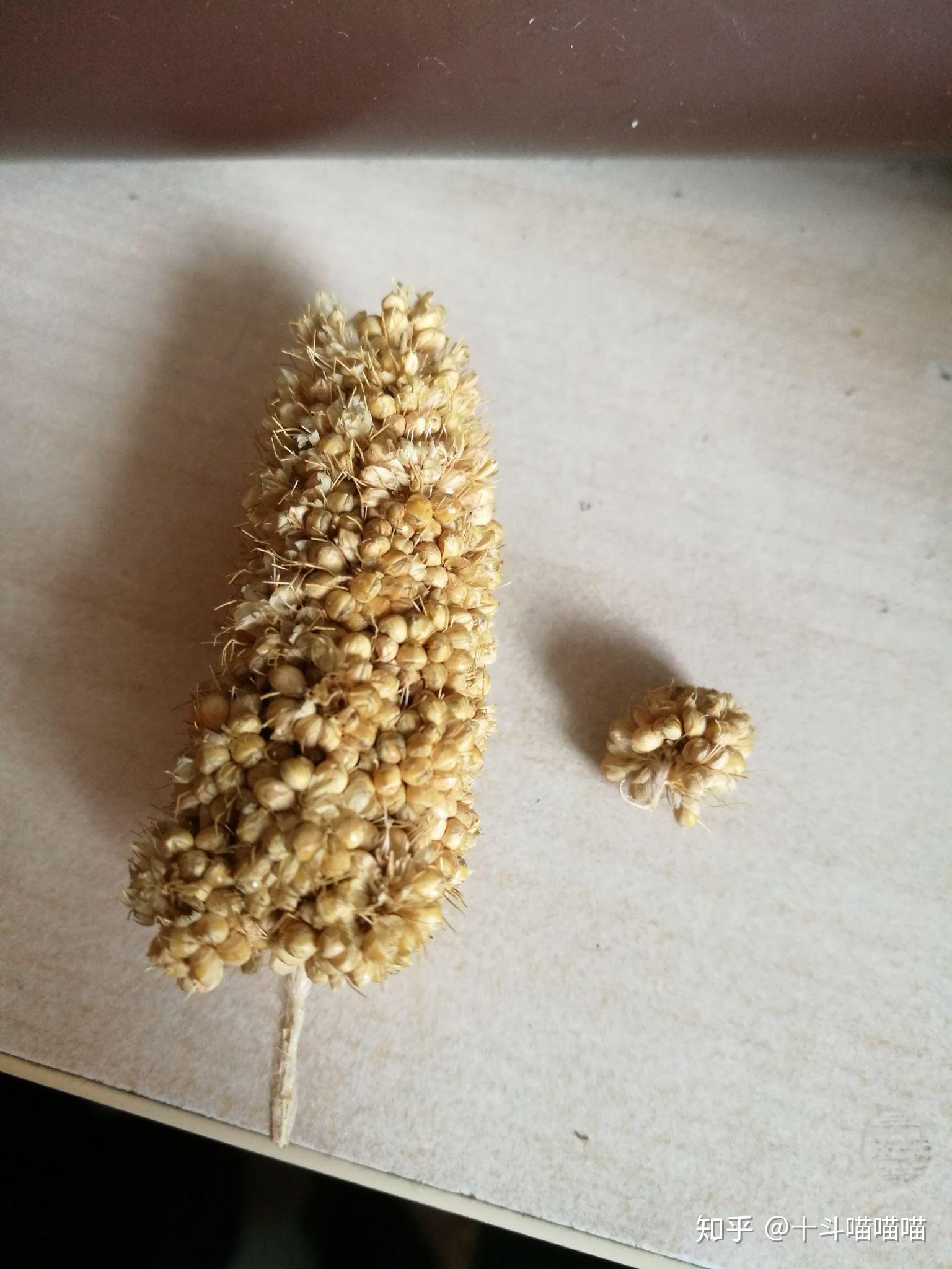 如何让仓鼠乖乖躺手.?