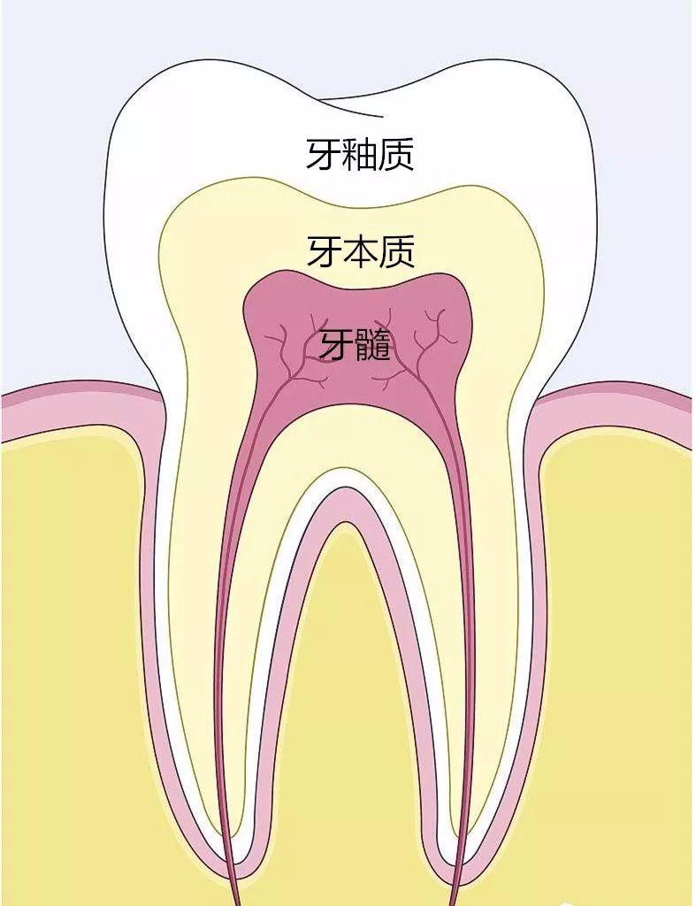 釉牙本质界绘图图片