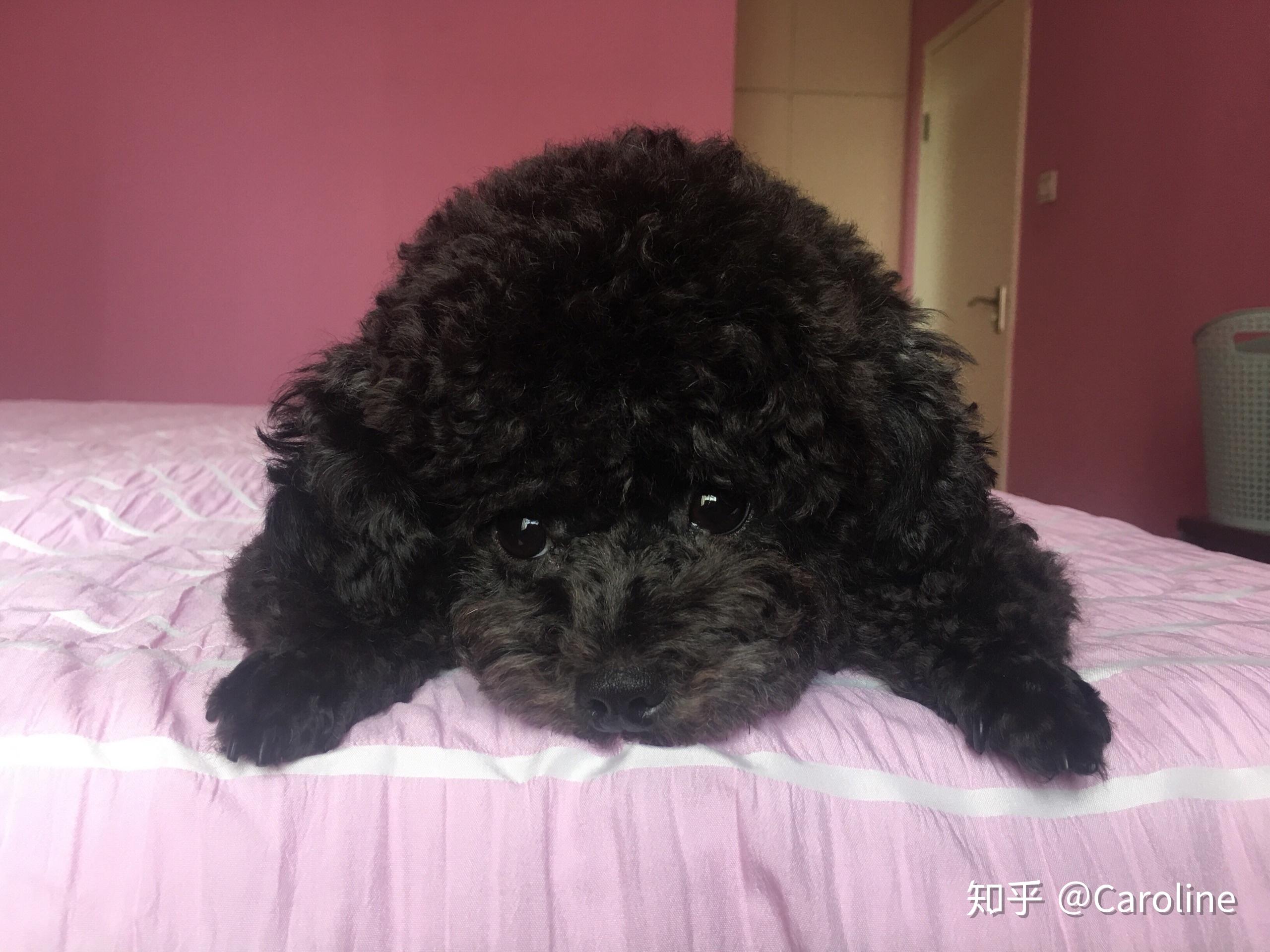 养一只黑泰迪是什么体验? - 知乎