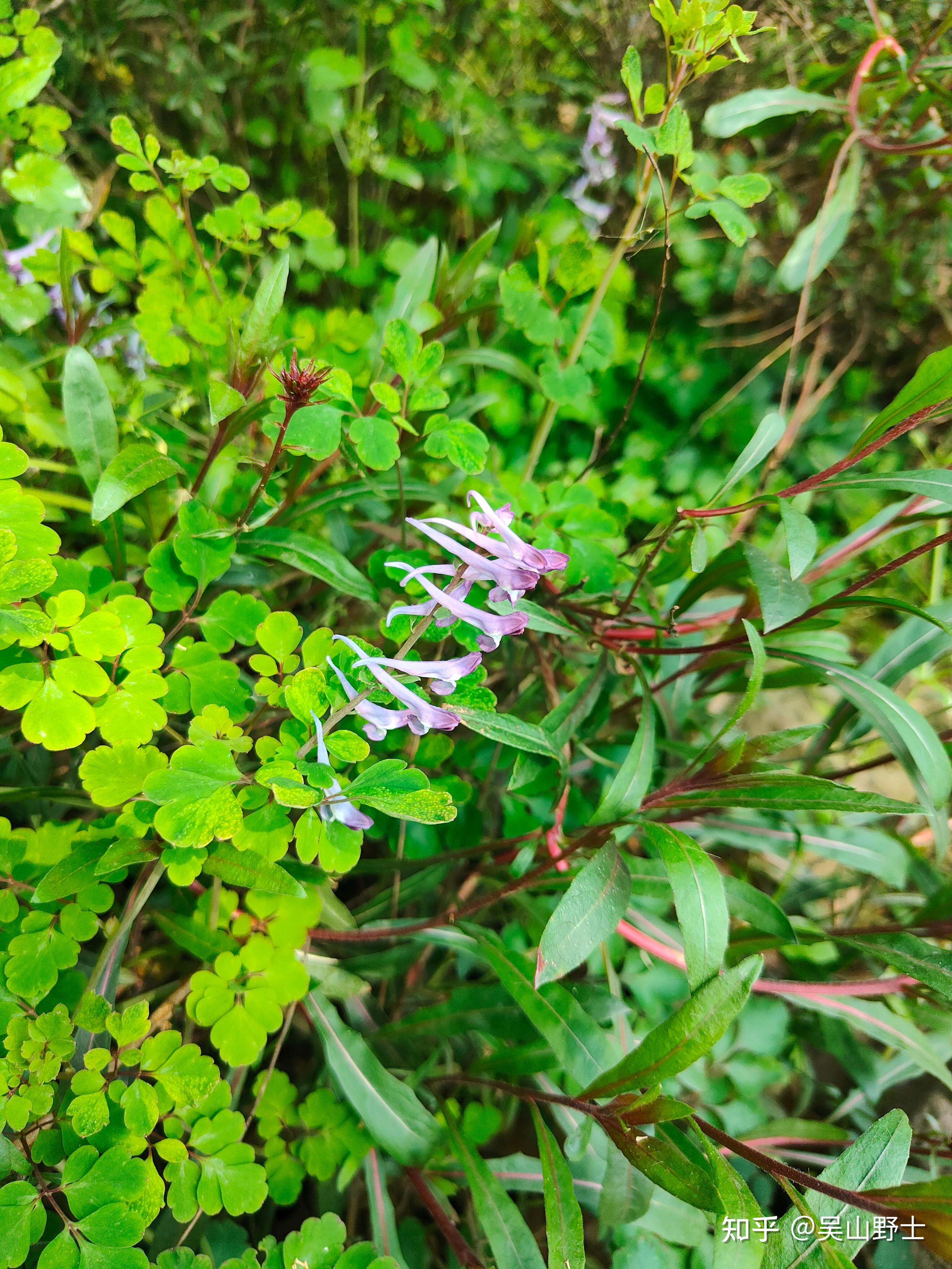 金钩如意草,水黄连,水金钩如意,水如意,断肠草,大理紫堇,羊不吃,紫花