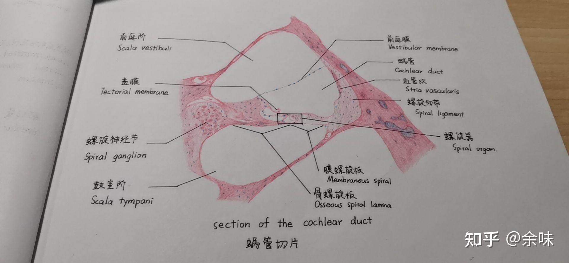 蜗状关节图片