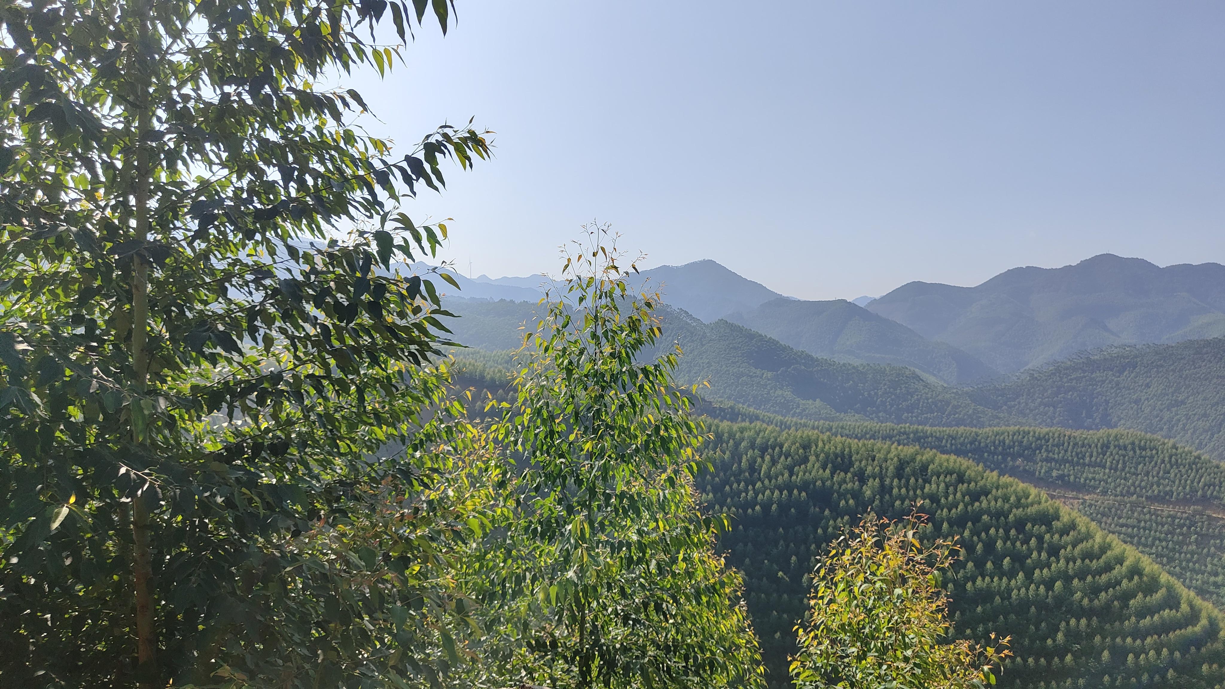 种多少桉树才能真正躺平养老