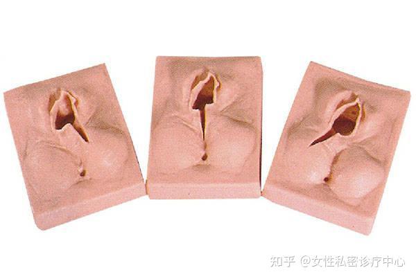 女性外阴审美3结构与功能美