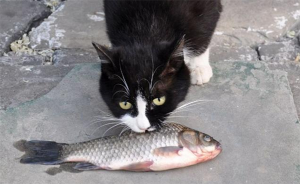 猫吃鱼不好吗