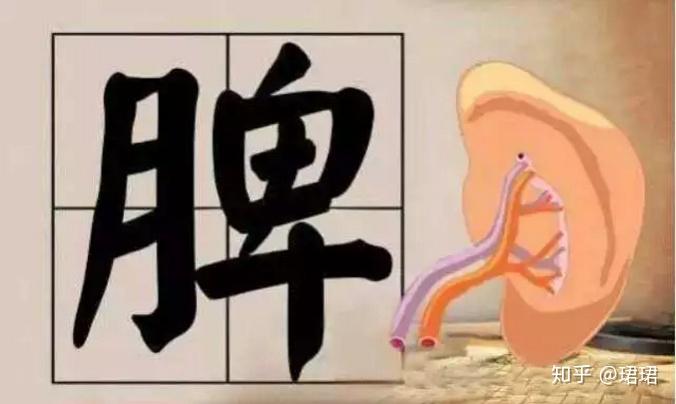 脾阴虚、脾阳虚,还有脾气虚,脾虚有不同,调理也不同 - 知乎