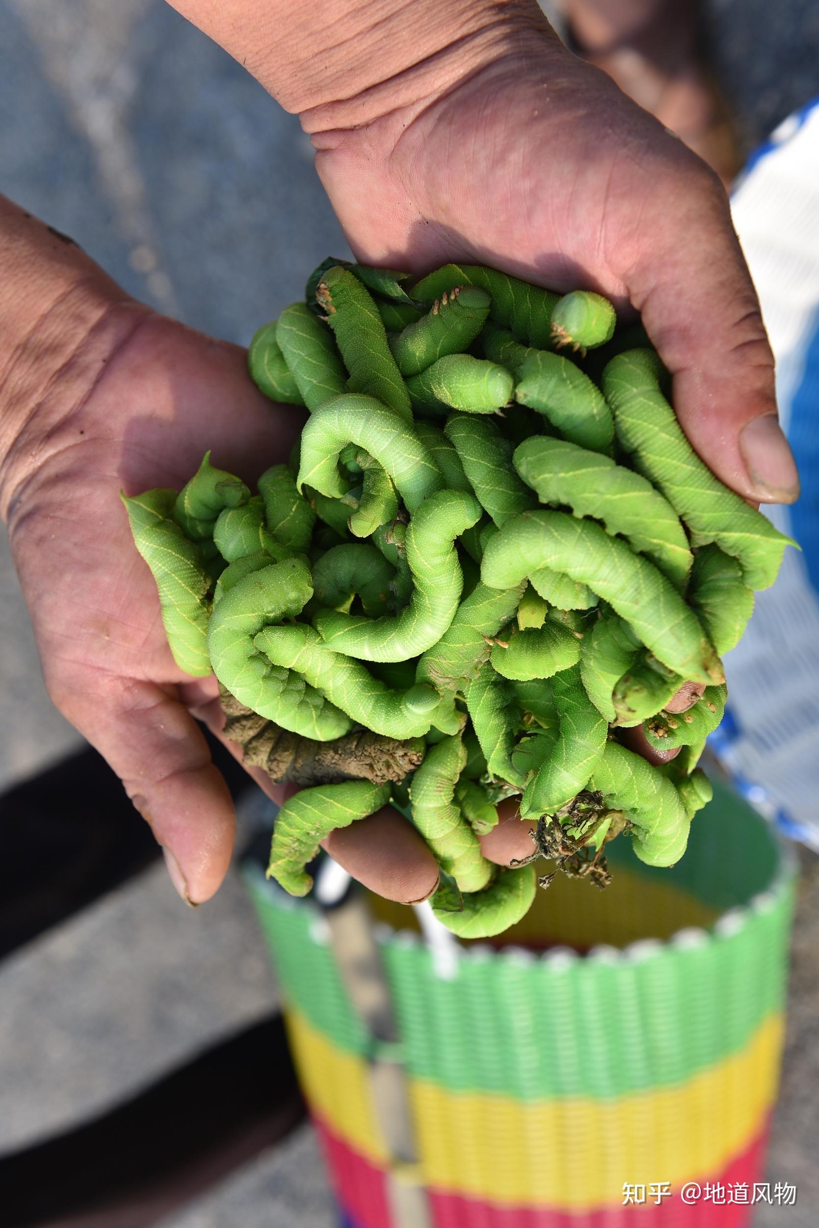 图/视觉中国像其他虫一样,山东人吃豆虫也是以炸为主,淹死洗净,掐去头