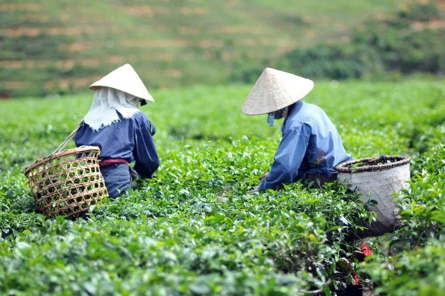 山海图：中式新茶饮在越南的前世今生 - 知乎