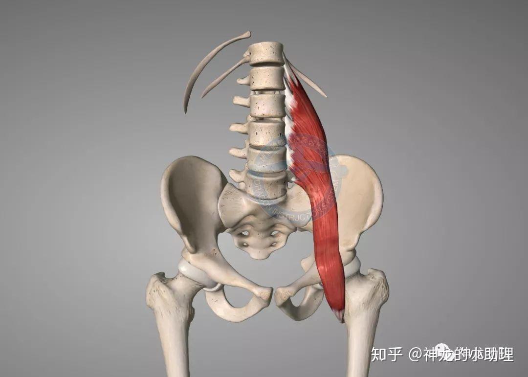 01腰大肌的位置你可